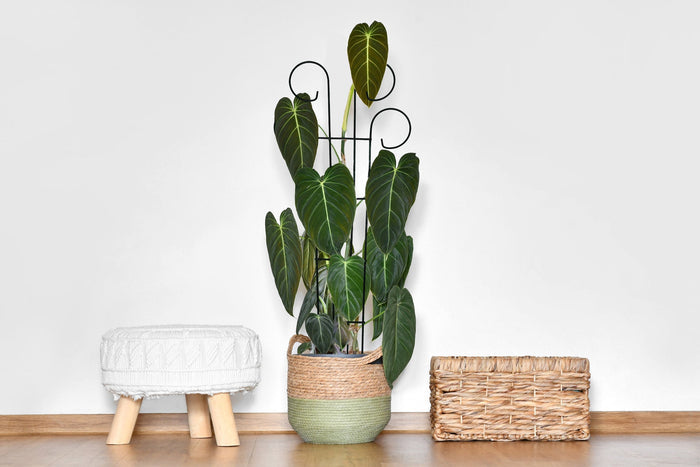 Bosmere Houseplant Trellis- 24" Scroll Pot Trellis