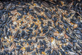 DeLong DeLco Premium Wild Bird Seed